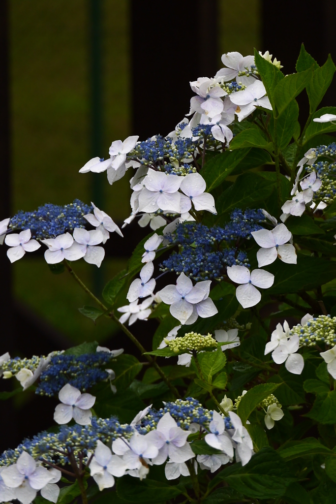 雨露の紫陽花　２
