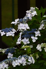 雨露の紫陽花　２