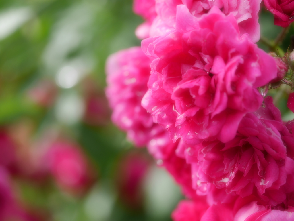 2014.07.11 道南初夏の花々(3)