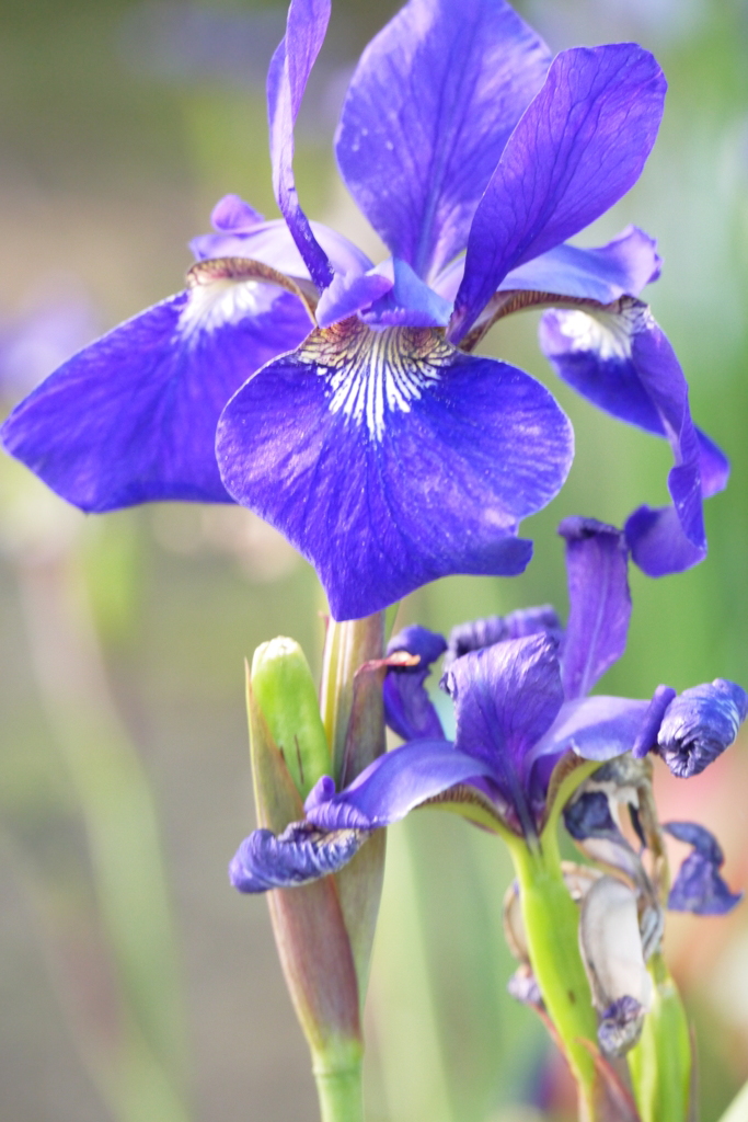 菖蒲１