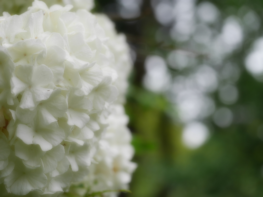 2014.06.14 市街地公園の花々(3)