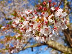 2014.05.10 水源地の桜(9)