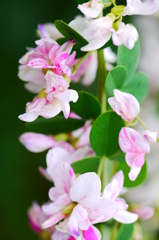 萩の花（２）