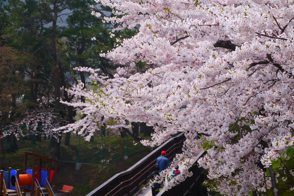 2014.05.03 明治１２年(1879年)創立の北海道初の公園(5)