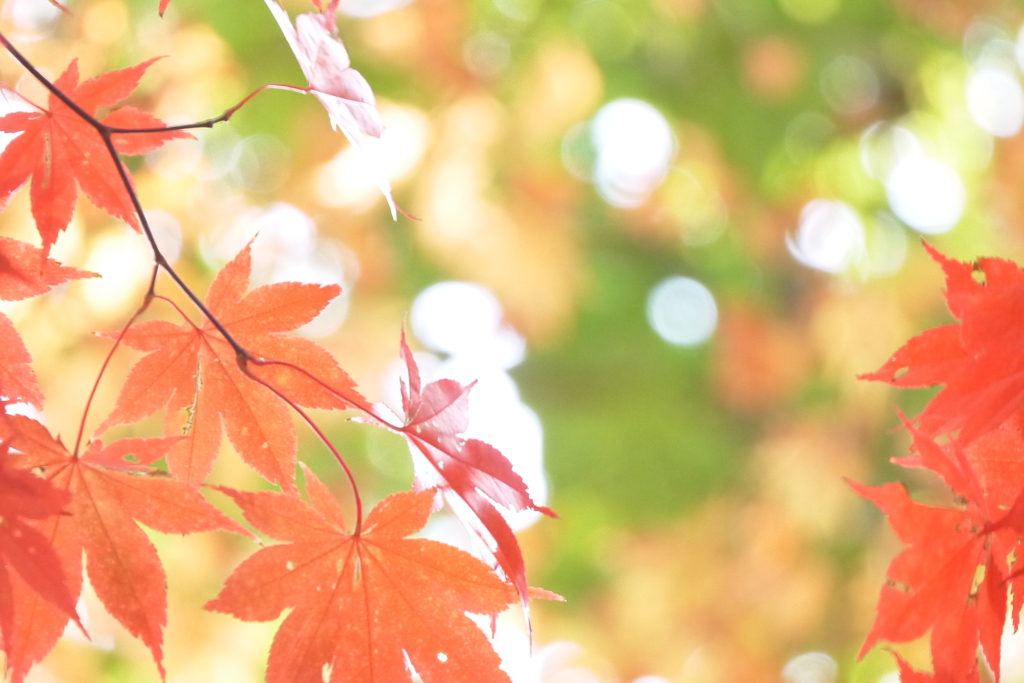 2013.11.4 道南の紅葉(19)