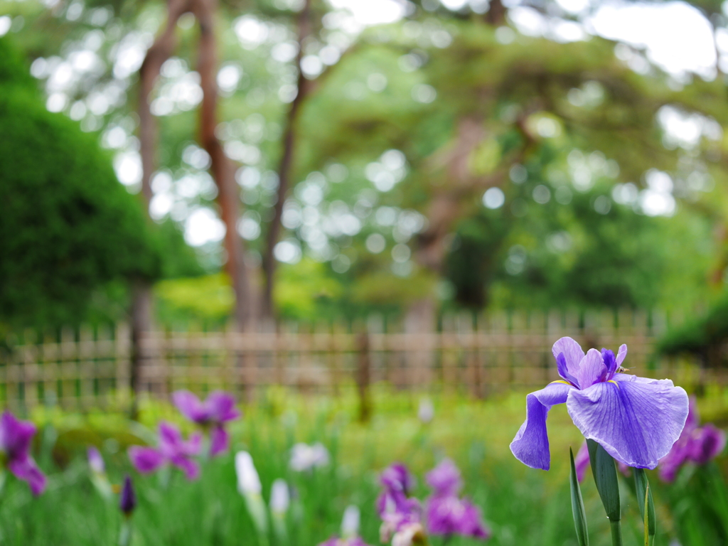 2014.07.11 道南初夏の花々(5)