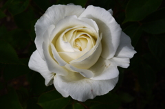 薔薇７
