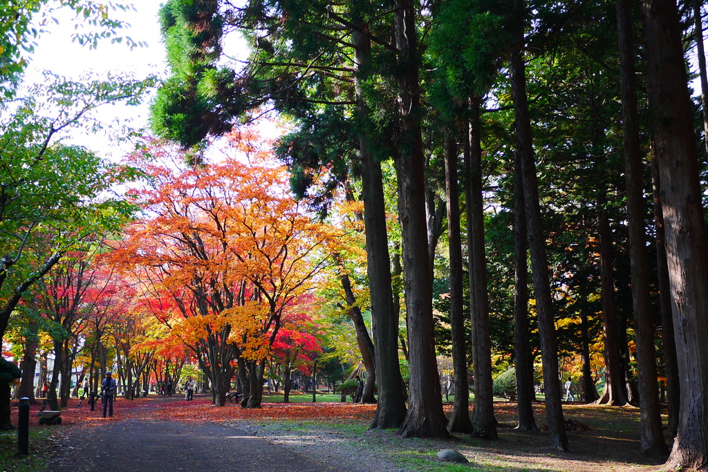 2013.11.4 道南の紅葉(22)