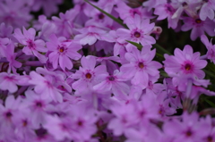 神社の芝桜２