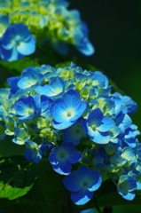 紫陽花２