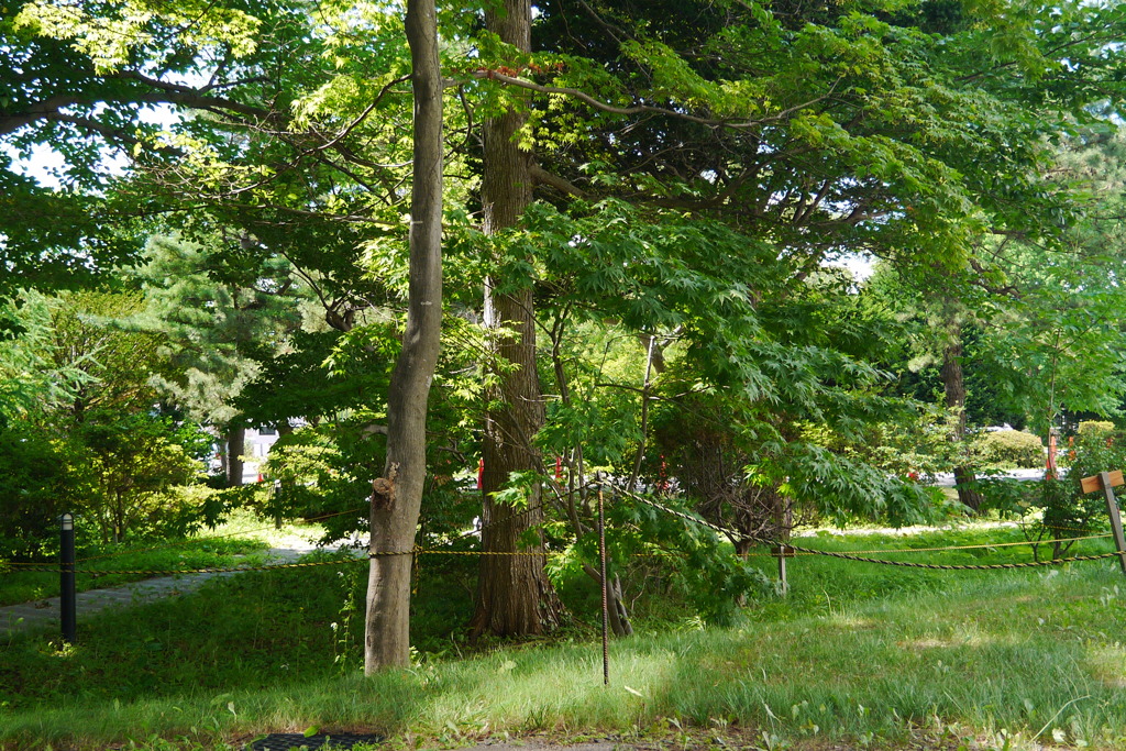 oasis in my place