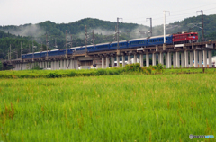 2015.08.02 今朝の8007ﾚ：雨上がりの頃