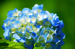 紫陽花１