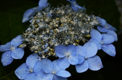 雨あがりの紫陽花（６）