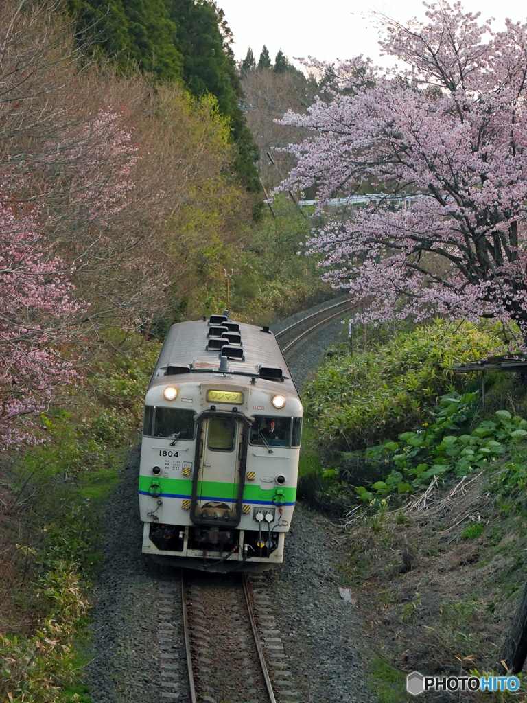 2016.04.26 桜を求めて（３）♪