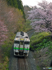 2016.04.26 桜を求めて（３）♪