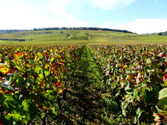 2013 VONSE-ROMANEE(7)