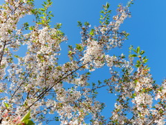 2014.05.10 水源地の桜(11)