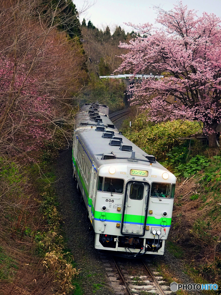 2016.04.26 桜を求めて（２）♪