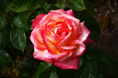 薔薇５