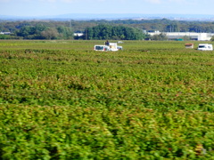 2013 VONSE-ROMANEE(4)