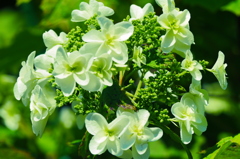 紫陽花７