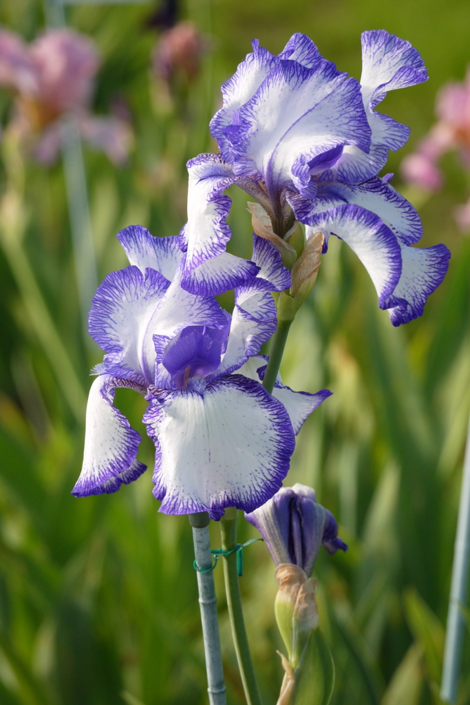 菖蒲５