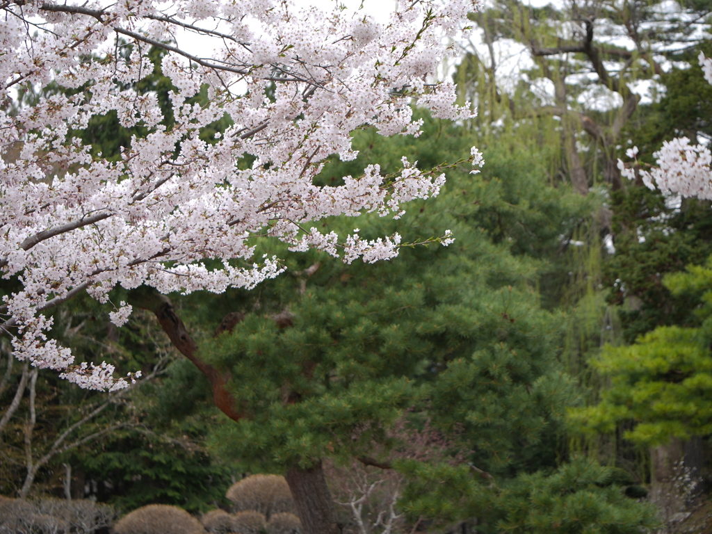 2014.05.05 道南・春爛漫(9)