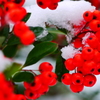 雪景色に映える(3)