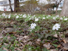 2014.04.12 道南・春探し♪(1)