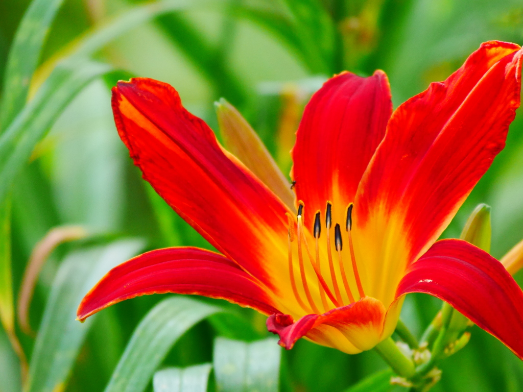 2014.07.21 道南・夏の花(9)