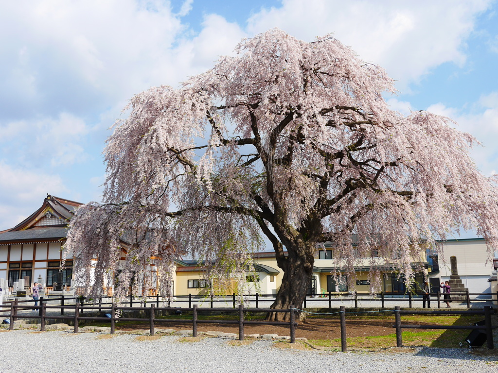 2014.05.04 桜回廊(1)