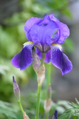 大三坂の菖蒲