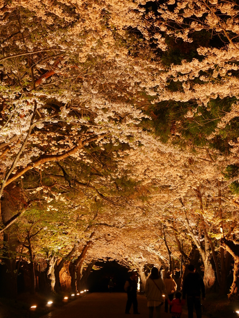 2014.05.09 桜ざんまい(10)