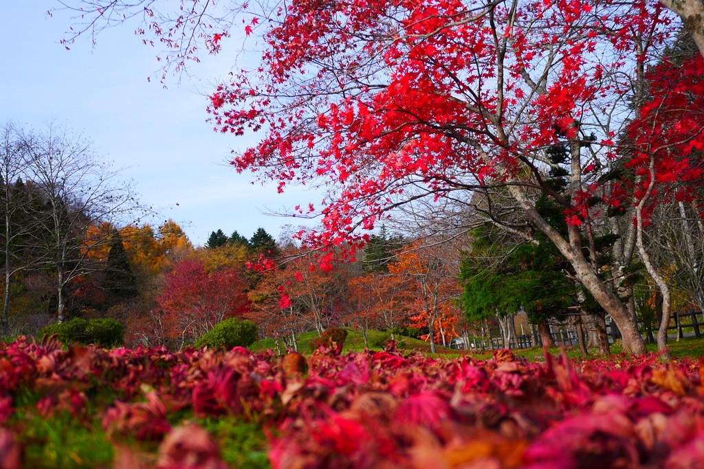2013.11.9 道南の紅葉(19)
