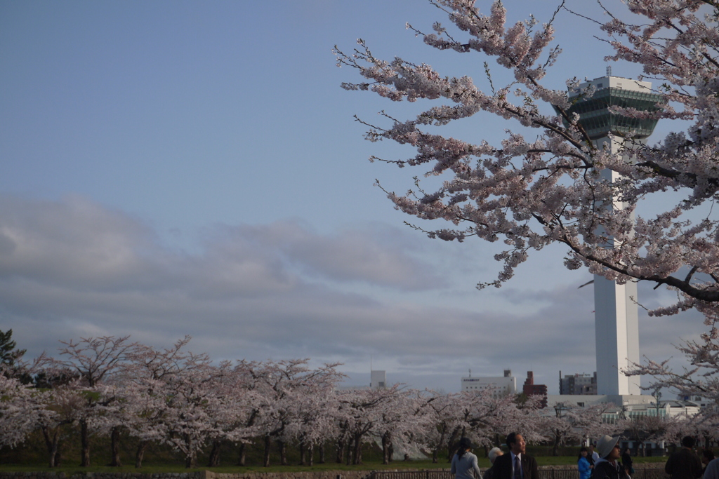 2014.05.04 祝・築城１５０年桜(4)