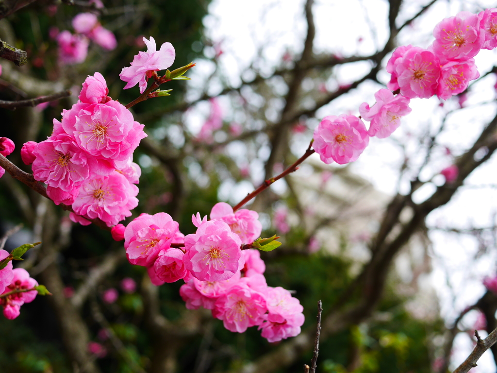2014.05.02 道南開花(6)