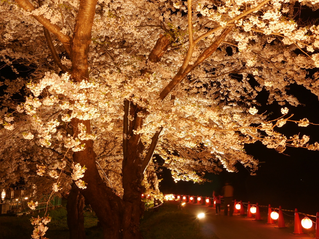 2014.05.07 桜回廊(7)