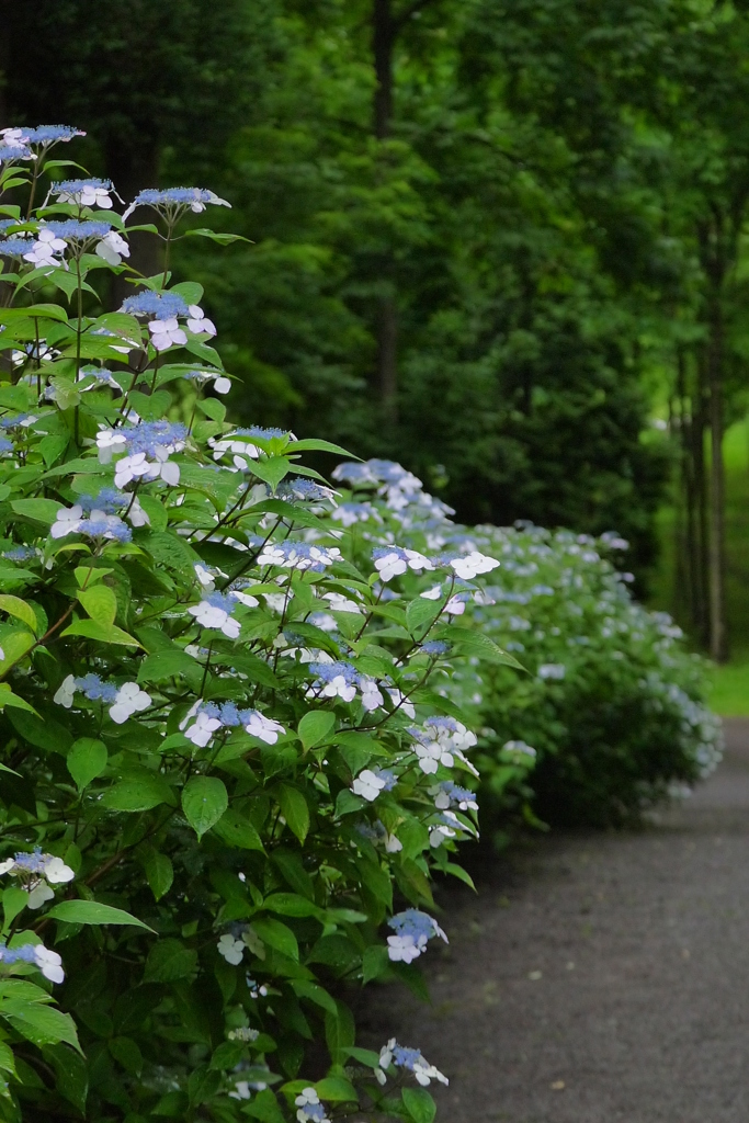 雨あがりの紫陽花（５）