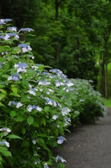 雨あがりの紫陽花（５）