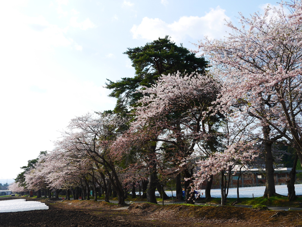 2014.05.04 桜ざんまい(7)