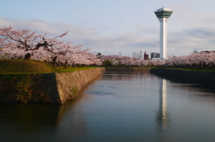 2014.05.04 祝・築城１５０年桜(5)