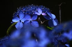 紫陽花３（エゾアジサイ）
