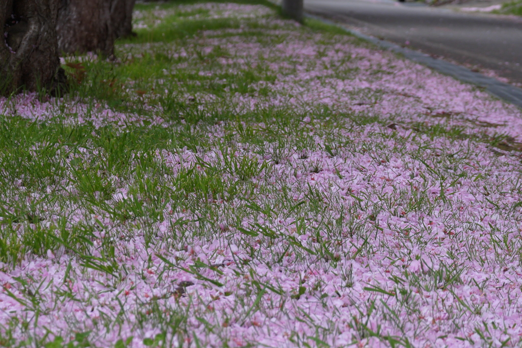 2014.05.24 道南里山SAKURA(7)