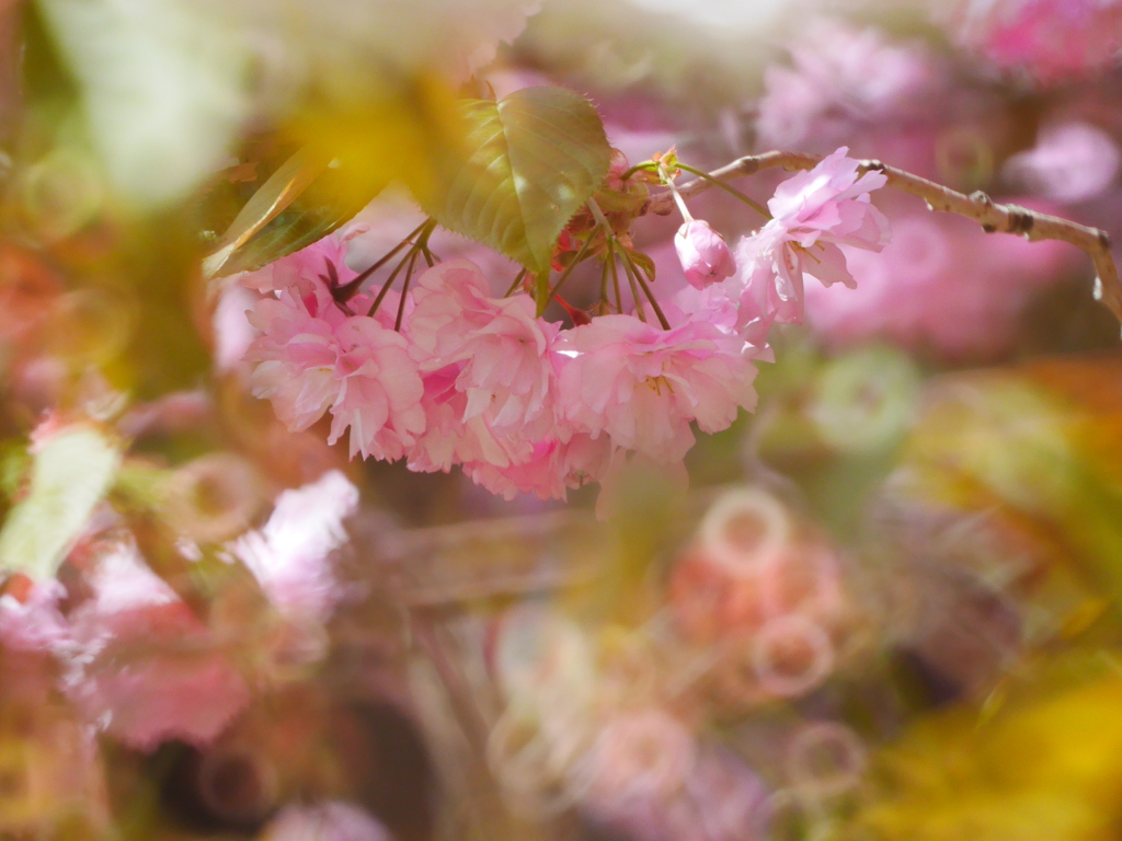 2014.05.18 道南里山SAKURA(5)