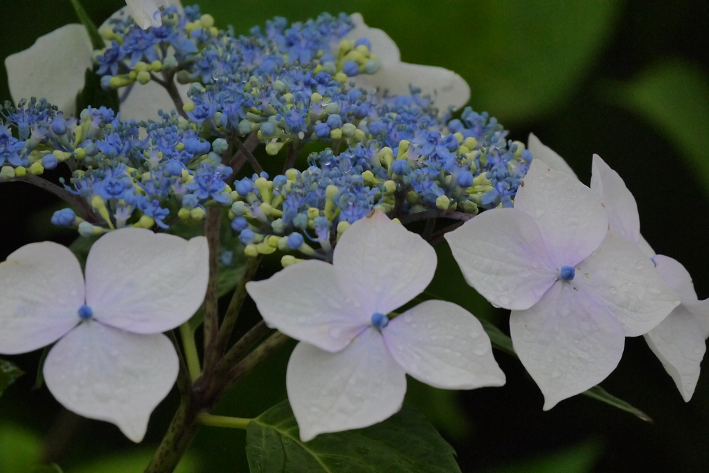 雨露の紫陽花　３