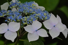 雨露の紫陽花　３