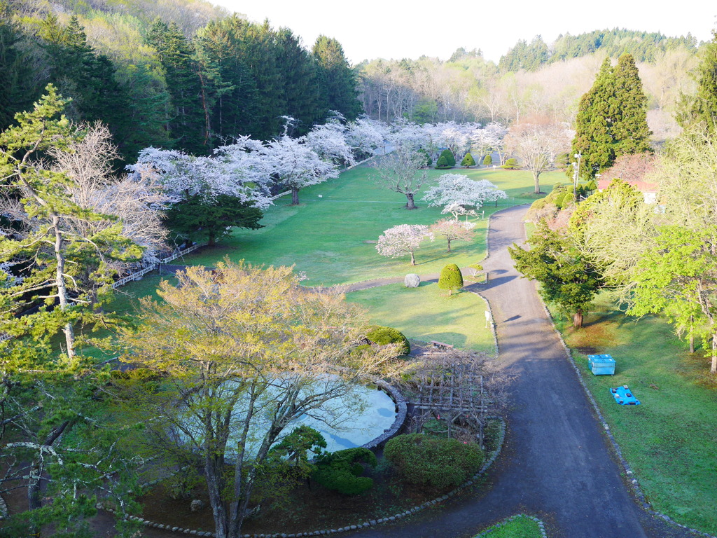 2014.05.10 水源地の桜(7)