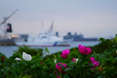 2014.06.18 港の草花たち(4)