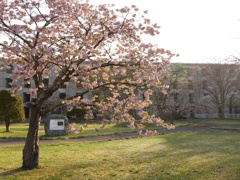 2014.05.10 水源地の桜(4)